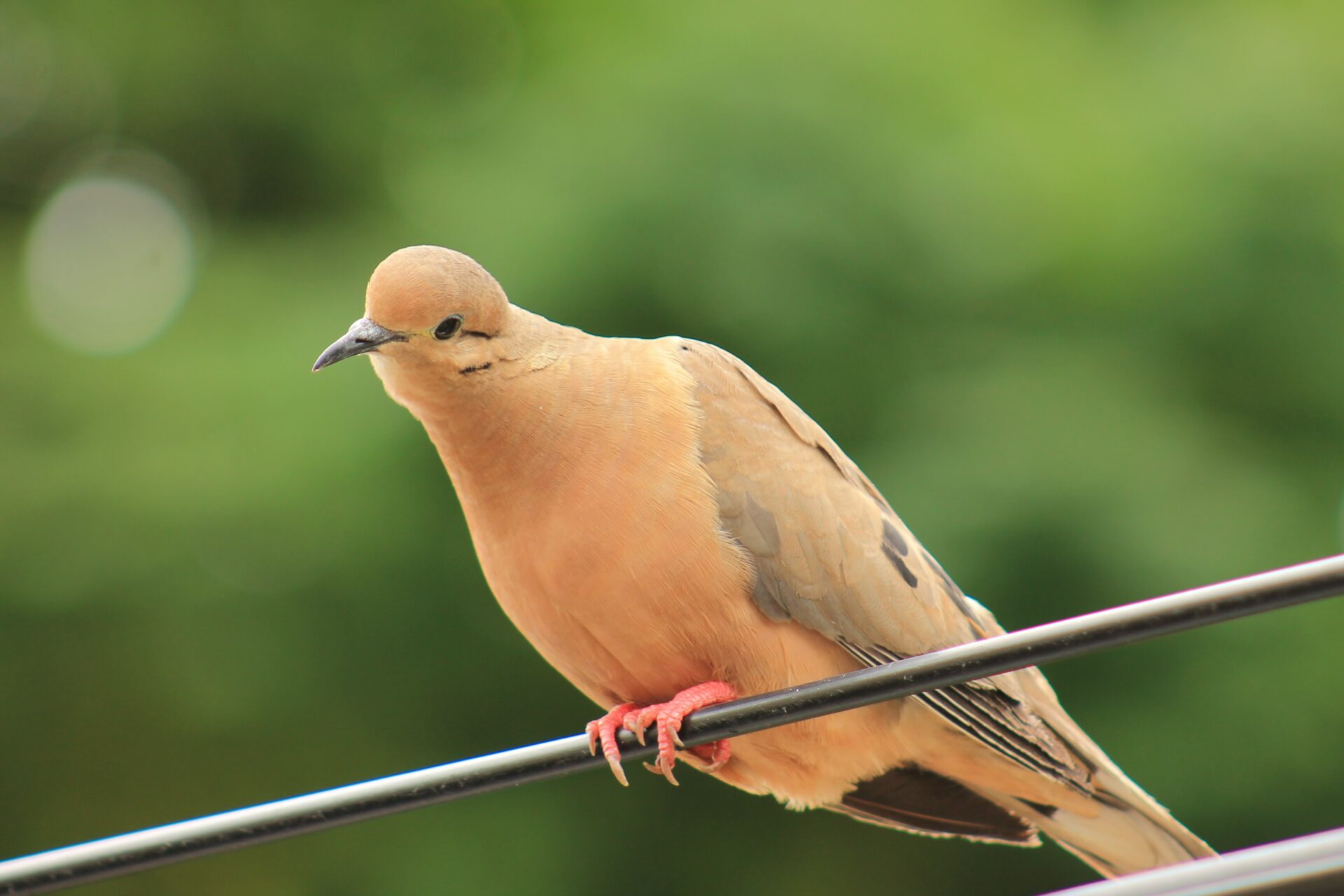 Common ground dove