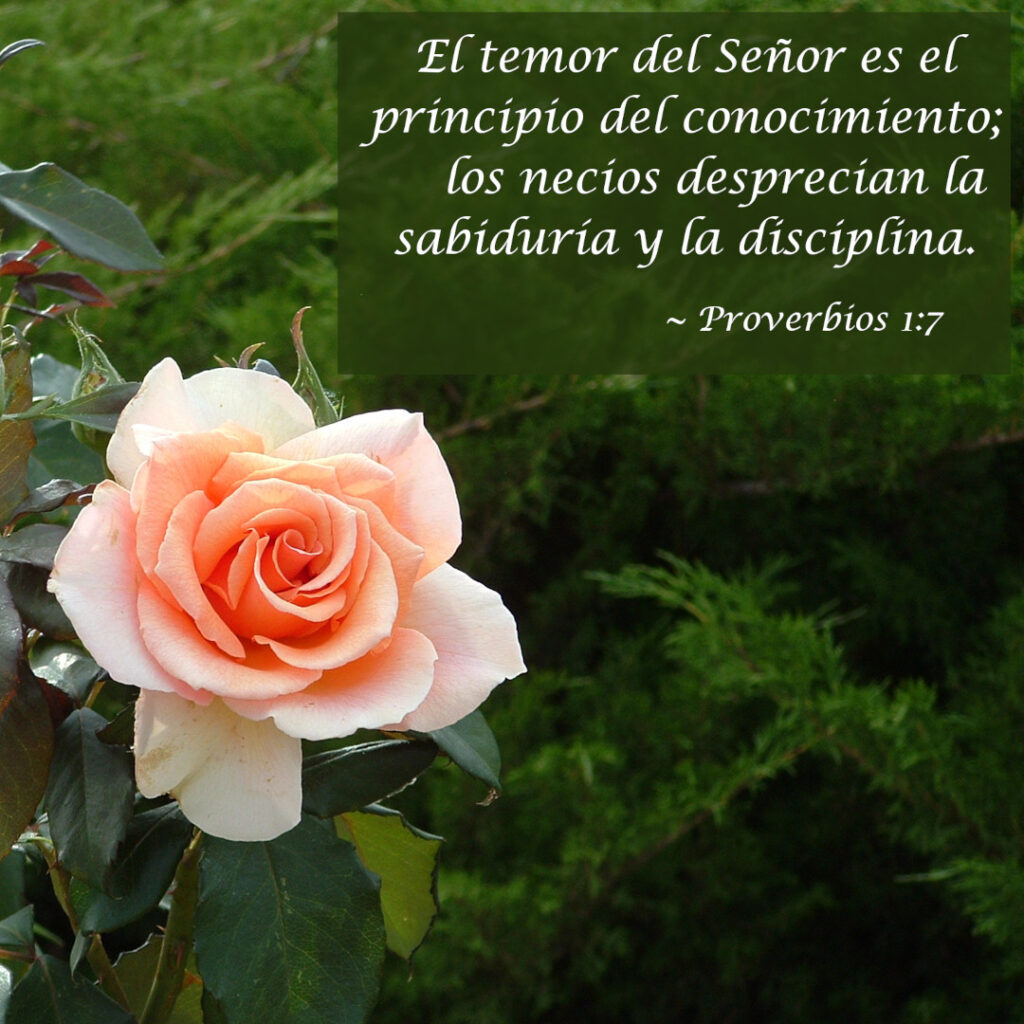 El temor del Señor es el principio del conocimiento; los necios desprecian la sabiduría y la disciplina.  ~ Proverbios 1:7