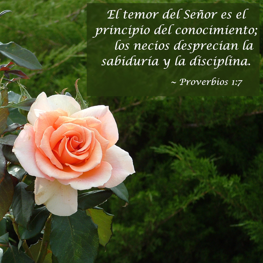 El temor del Señor es el principio del conocimiento; los necios desprecian la sabiduría y la disciplina. ~ Proverbios 1:7