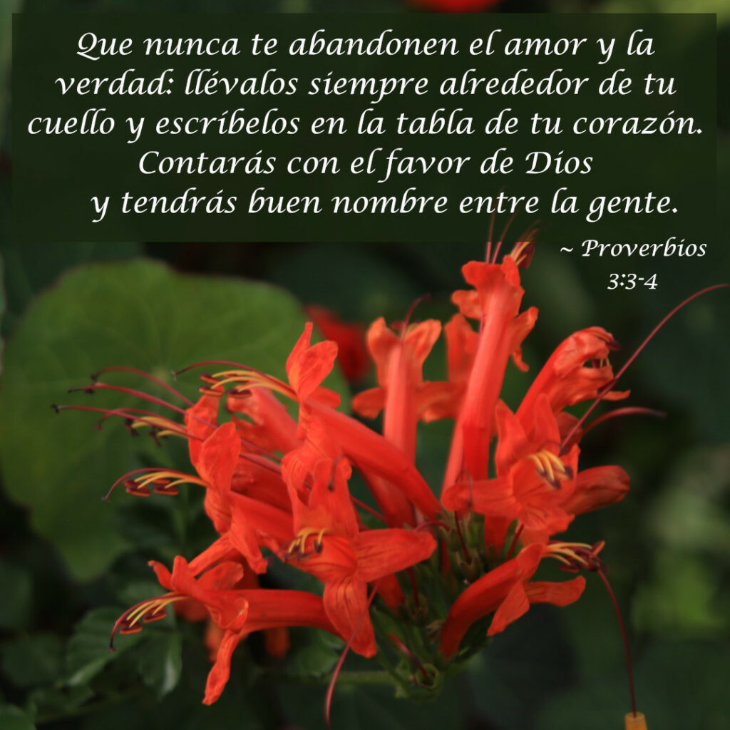 Que nunca te abandonen el amor y la verdad: llévalos siempre alrededor de tu cuello y escríbelos en la tabla de tu corazón.  Contarás con el favor de Dios y tendrás buen nombre entre la gente.  ~ Proberbios 3:3-4