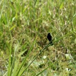 Little black seed eater