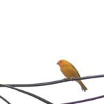 Wild canary on cable