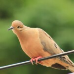 Common ground dove