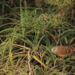 Common ground dove in the greenery