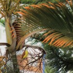 Greater Kiskidee in a palm tree